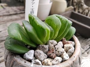 多肉植物【ハオルチア・玉扇＊Haworthia truncata＊トゥルンカータ＊】陶器鉢植え★写真現品★　　　