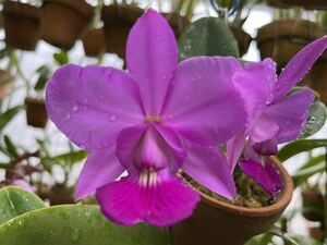 洋蘭原種 カトレア C walkeriana rubra 整形花!