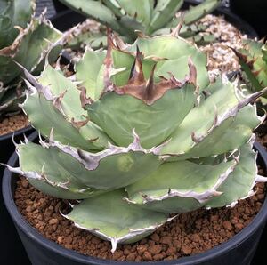 アガベ チタノタ FO076 コンパクタ agave titanota FO076 compacta from GG 26