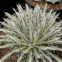 アガベ 姫乱雪錦 中斑 Agave parviflora f.variegata 9_画像1