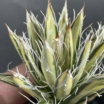 アガベ 姫乱雪錦 中斑 Agave parviflora f.variegata 16_画像6