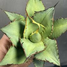 アガベ チタノタ 'オリバ' Agave titanota 'OLIVA' [IMPORT SELECT FROM EURO] 21_画像5