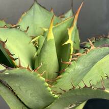 アガベ チタノタ 'オリバ' Agave titanota 'OLIVA' [IMPORT SELECT FROM EURO] 21_画像7