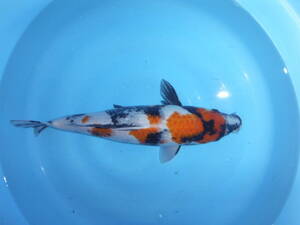 オール千円スタート　錦鯉　昭和三色　４５センチ　大日×桃太郎　骨格のいい鯉です。