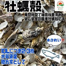 水質浄化【牡蠣殻(カキ殻) 15殻】ろ材 めだか バクテリア金魚PSB 錦鯉　金魚クロレラ　メダカ餌　ミドリムシ　ゾウリムシ　にどうぞ_画像2