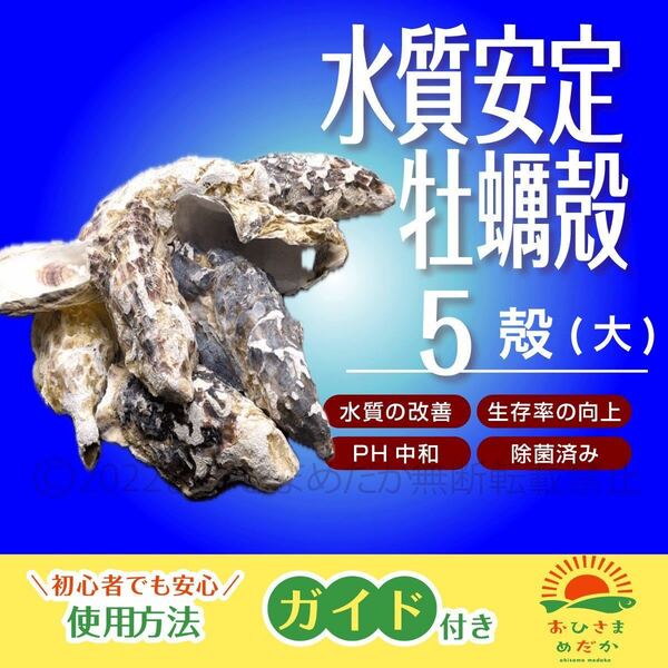 水質浄化【牡蠣殻大(カキ殻) 5殻】ろ材 めだか バクテリア　PSB 錦鯉　金魚クロレラ　メダカ餌　ミドリムシ　ゾウリムシ　にどうぞ