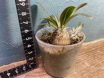 1円売切り！D1.パキポディウム ホロンベンセ Pachypodium horombense 同梱可！_画像2