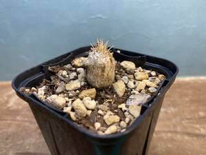 1円売切り！ R1.パキポディウム グラキリス Pachypodium rosulatum var. gracilius 実生 同梱可!!