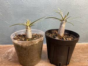 1円売切り！ M2.パキポディウム グラキリス 2株セット　Pachypodium rosulatum var. gracilius 実生 同梱可