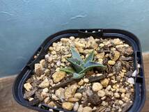 1円売切り！ B3.アガベ エボリスピナ Agave utahensis var. eborispina 実生　同梱可！_画像6