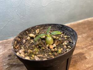 1円売切り！L4.パキポディウム エニグマチカム Pachypodium enigmaticum 実生 同梱可