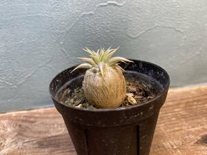 1円売切り！L1.パキポディウム エブレネウム Pachypodium rosulatum var. eburneum 同梱可！