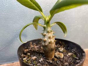 1円売切り！F5.パキポディウム バロニー　 Pachypodium baronii 同梱可！