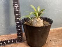 1円売切り！Z4.パキポディウム デンシフローラム Pachypodium densiflorum var. densiflorum 同梱可！_画像4