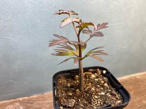 C1.ブルセラ ファガロイデス Bursera fagaroides 実生 同梱可