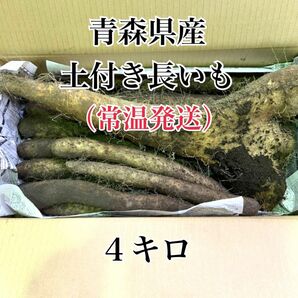 青森県産！土付き長芋　4キロ 常温