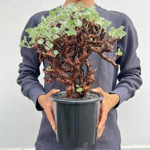 【特大】ペラルゴニウム ミラビレ 現地球 Pelargonium mirabile塊根植物 発根済