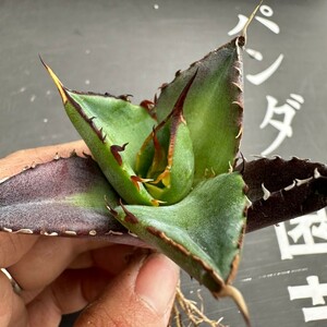 H58【パンダ園芸】アガベ　チタノタ HADES ハデス 恐竜牙歯 Agave titanota Hades　メリクロン株 発根済み 