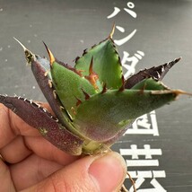 K5【パンダ園芸】アガベ　チタノタ HADES ハデス 恐竜牙歯 Agave titanota Hades　メリクロン株 発根済み _画像2