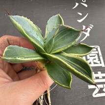 K10【パンダ園芸】多肉植物アガベ パリー トランカータ ライムストリーク　アイス発根済み _画像9