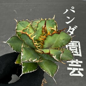 B61 【パンダ園芸】多肉植物アガベ チタノタ フィリグリー 圓葉拇指台湾輸入株 強棘 発根済み