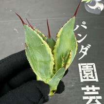 C1 【パンダ園芸】多肉植物アガべ ポタトラム　 キュービック錦 覆輪斑 大子株_画像5