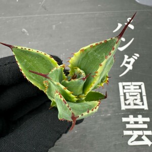 C1 【パンダ園芸】多肉植物アガべ ポタトラム　 キュービック錦 覆輪斑 大子株