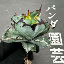 C56 【パンダ園芸】特選 アガベ 多肉植物 チタノタ BB ブラックアンドブルー 濃黒棘 超強棘 包葉型 極上株 短葉_画像6