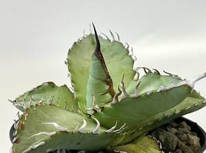 アガベ チタノタ オテロイ強棘 国内実生 多肉植物 珍奇植物