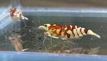【ｈａｒｕ- shrimp -】タイガービーシュリンプ(太極) ビギナークラス繁殖セット ♀３♂２ _画像8