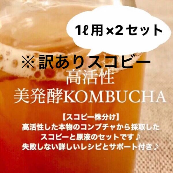 ※ 訳ありスコビー　コンブチャ2リットル作成用　紅茶きのこ