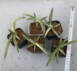 サンスベリア ベラ ブルークローン　斑入り まとめ売り5株 多肉植物 SANSEVIERIA BELLA LAV. 1970 BLUE CLONE レアな　サンセベリア　錦　