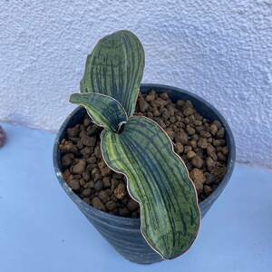 超希少 サンスベリア クレオパトラ 斑入り Sansevieria Cleopatra Variegated Multi-color Super RARE SANSEVIERIA 多肉植物 サンセベリア