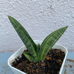 サンスベリア　マーシャ　アンジャニ　斑入りSansevieria_marsya_anjani_variegated 多肉植物 レアな　サンセベリア　錦　