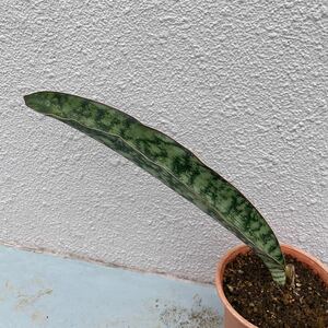 サンスベリア　SP streptocarpus 多肉植物 レアな　サンセベリア　rare Sansevieria species 