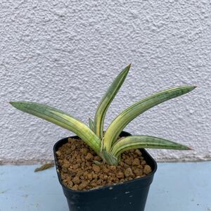 サンスベリア ブルークローン　斑入り SANSEVIERIA BLUE CLONE Lav.1970 VARIEGATED 多肉植物 レアな　サンセベリア　錦　