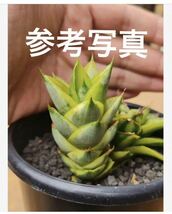 サンスベリア　パゴダ　(ハイブリッド) 斑入り　sansevieria new hibrid 'Pagoda' レアな　サンセベリア　錦　多肉植物_画像6