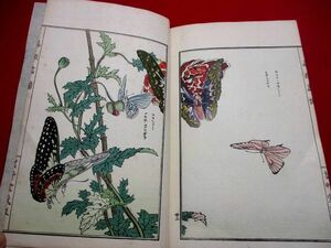 a278◇ 虫類画譜　木版画集　明治　芸艸堂　芸草堂　蝶　昆虫　和本 古書 古文書