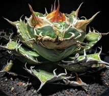 A349多肉植物 アガベ チタノタ タランチュラ超レア種優良血統 子株_画像1