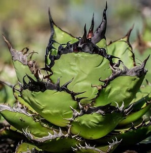 A725多肉植物 高級品種アガベ チタノタ 黒火 超レア種優良血統 子株