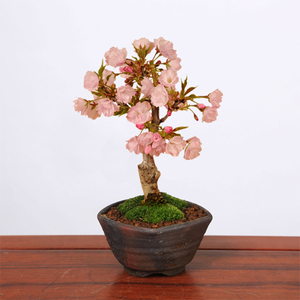 桜盆栽：旭山桜(信楽焼鉢)と道具セット