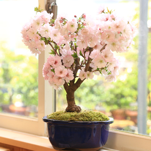 桜盆栽：八重桜(大）