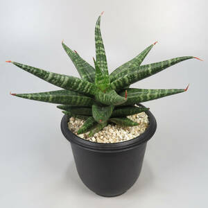 2. サンセベリア ☆ Sansevieria Black Diamond ★ サンスベリア