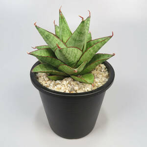 1. サンセベリア ☆ Sansevieria Snow Lotus ★ サンスベリア