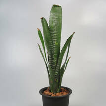 ビルベルギア ☆ Billbergia DM Shark (Domingos Martins F2 CB#07 Hybrid Cheryl Basic Queensland) ★ タンクブロメリア_画像6