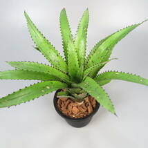 カニストラム ☆ Canistrum triangulare Hawaii form (Spiny form) ★ タンクブロメリア_画像2