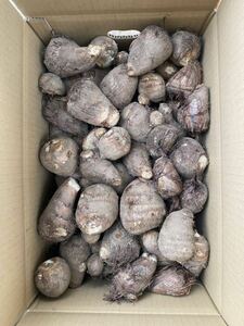 埼玉県産　里芋　さといも　減農薬　9.8kg 農家直送　⑦