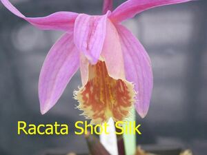 49.Racata Shot Silk タイリントキソウ 球根 ラン