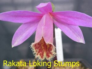 145.Rakata Loking Stumps タイリントキソウ 球根 ラン 