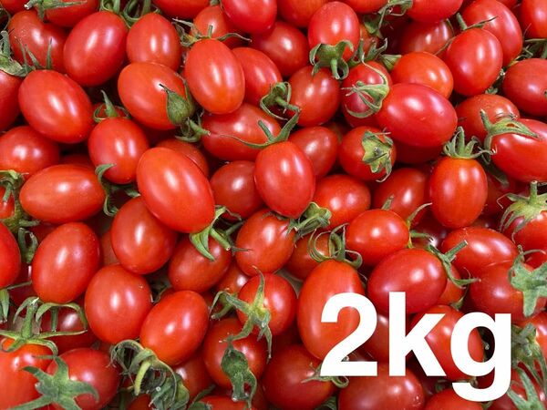 農家直送ミニトマト　アイコ2kg